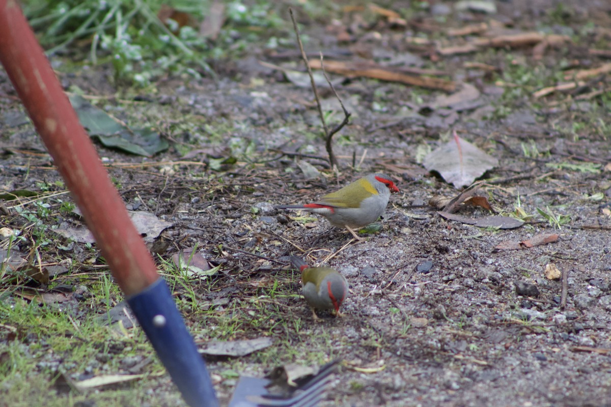 Red-browed Firetail - Cohen Bush