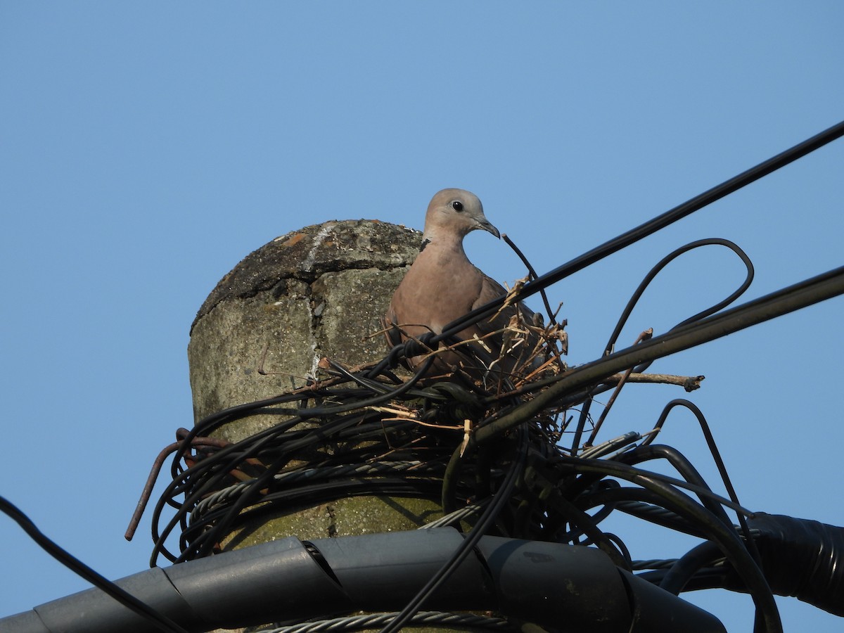 Red Collared-Dove - ML620941020