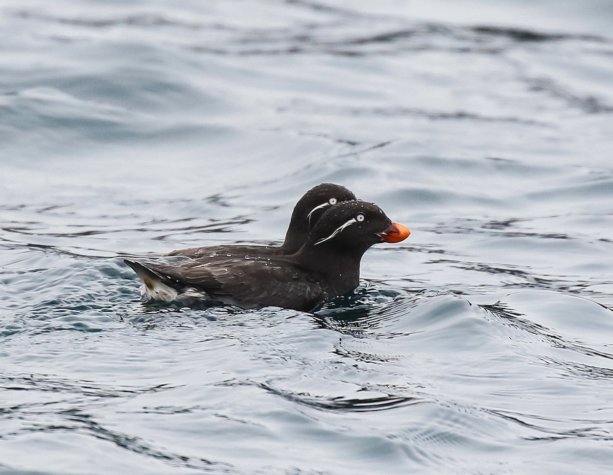 Parakeet Auklet - ML620941021