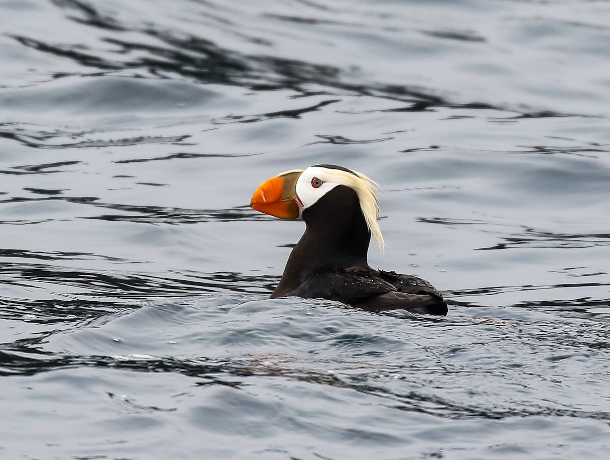 Tufted Puffin - ML620941023