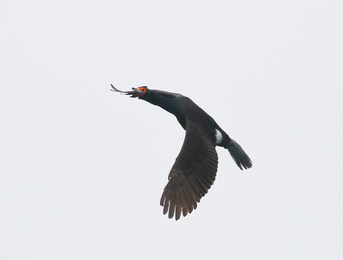 Red-faced Cormorant - ML620941025
