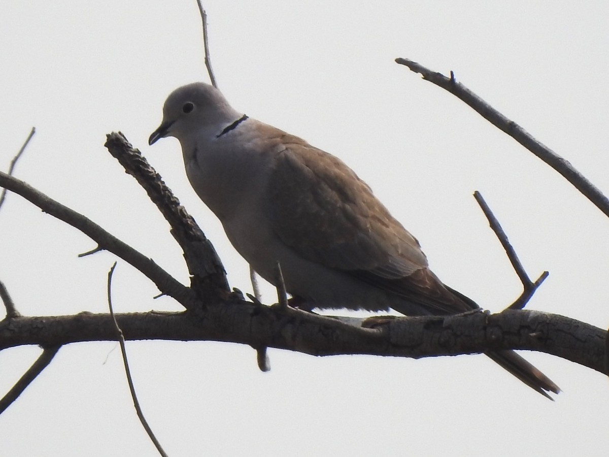 Eurasian Collared-Dove - ML620941027