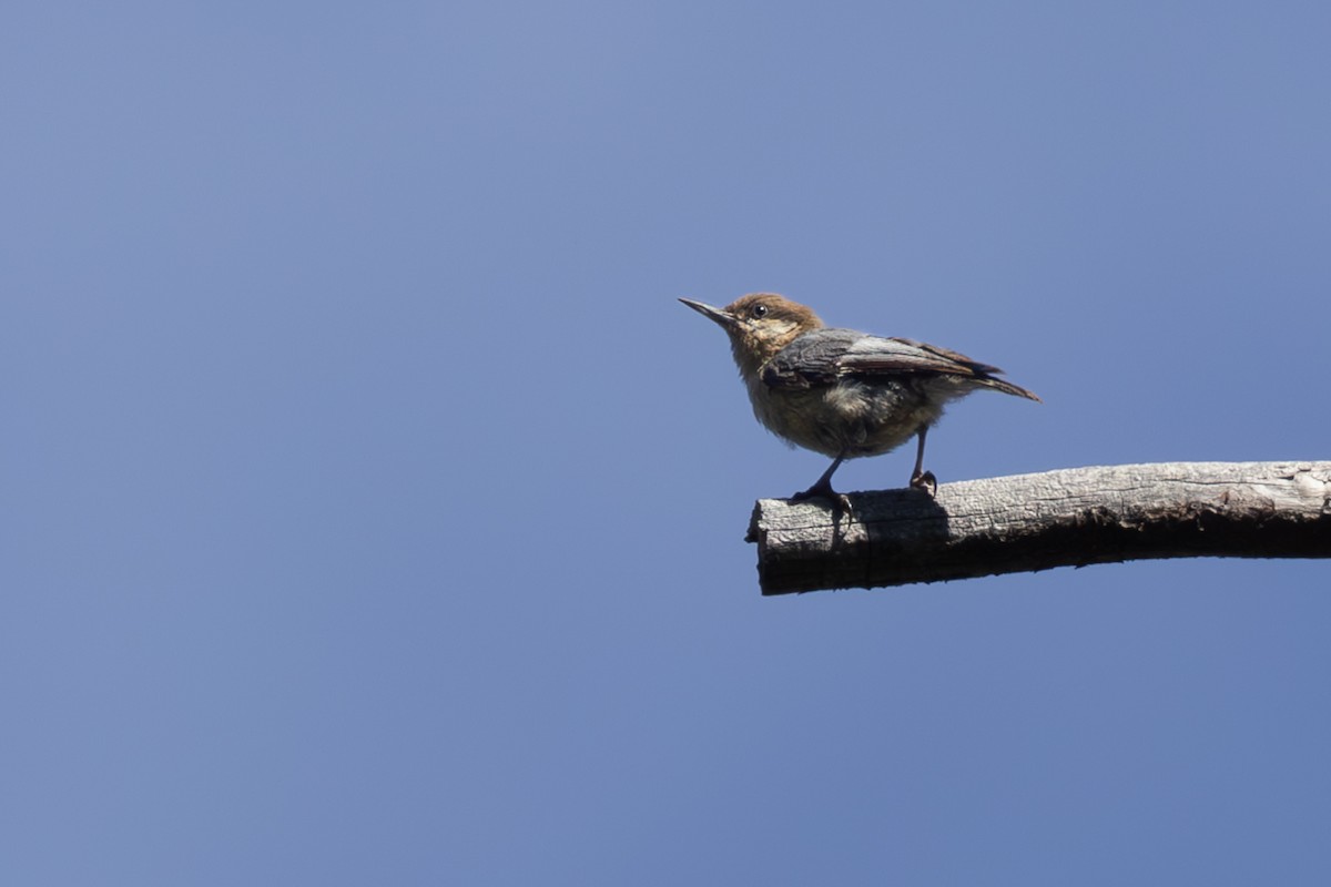 Pygmy Nuthatch - ML620941055