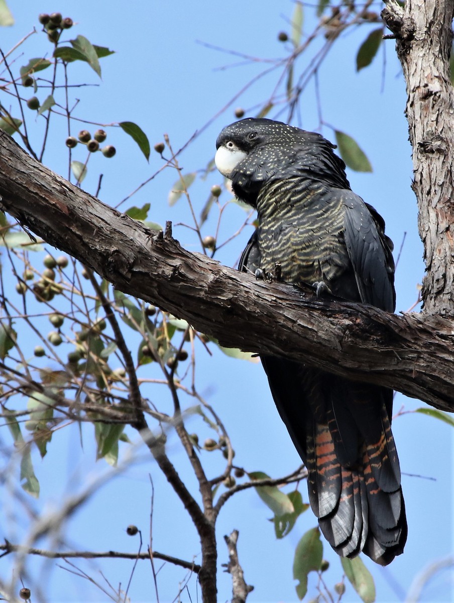 Red-tailed Black-Cockatoo - ML620941062