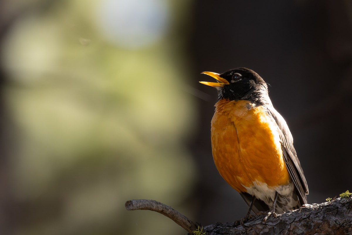 American Robin - ML620941064