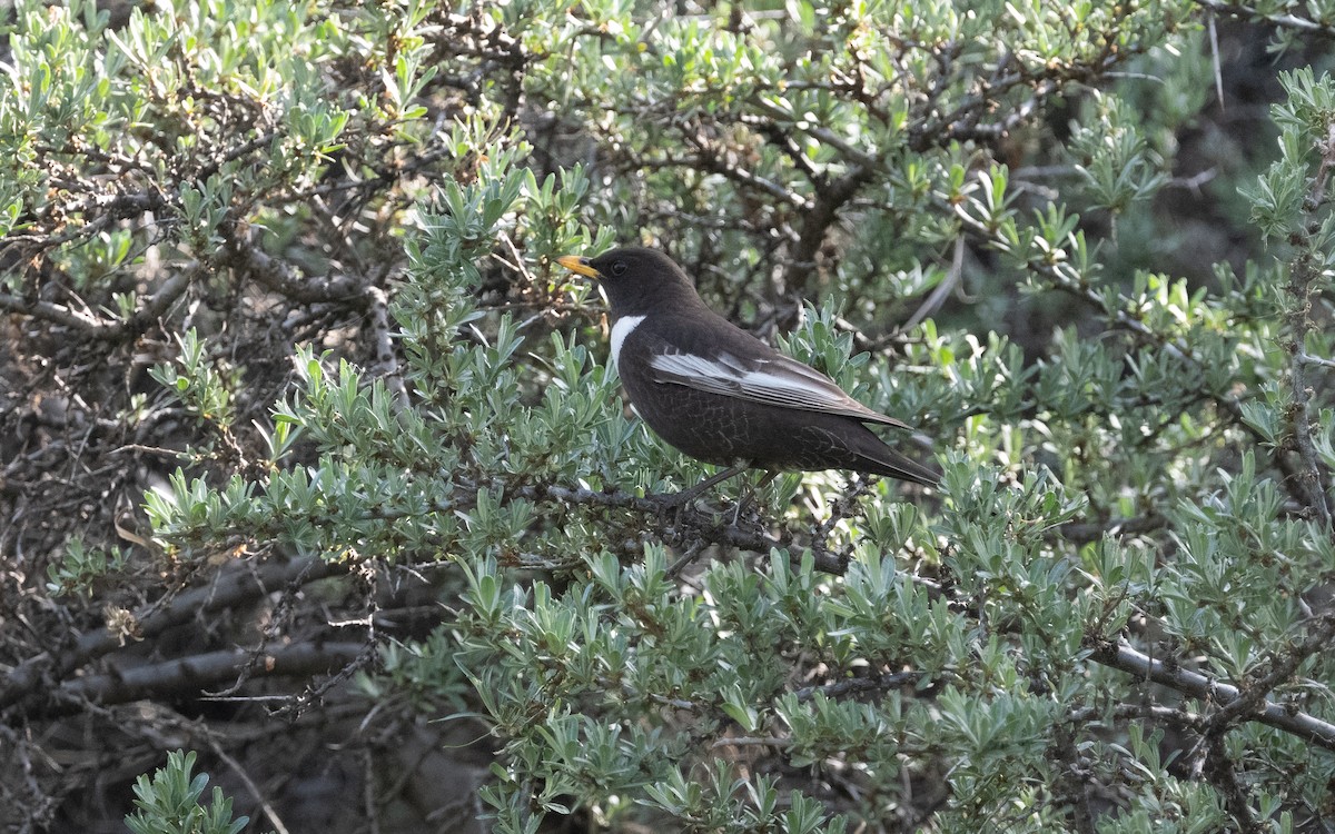 Ring Ouzel - ML620941071