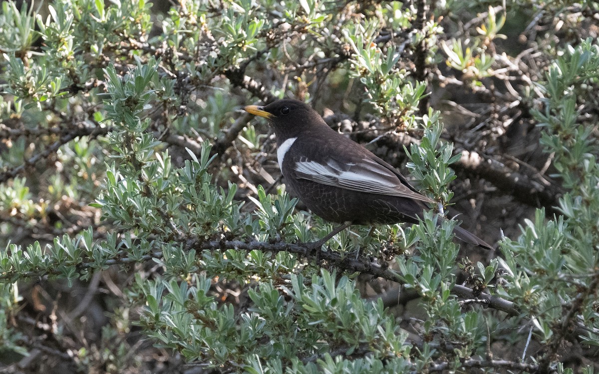 קיכלי סהרון - ML620941072