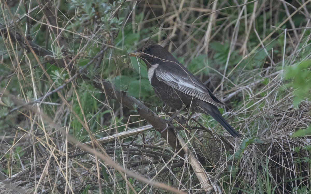 Ring Ouzel - Emmanuel Naudot