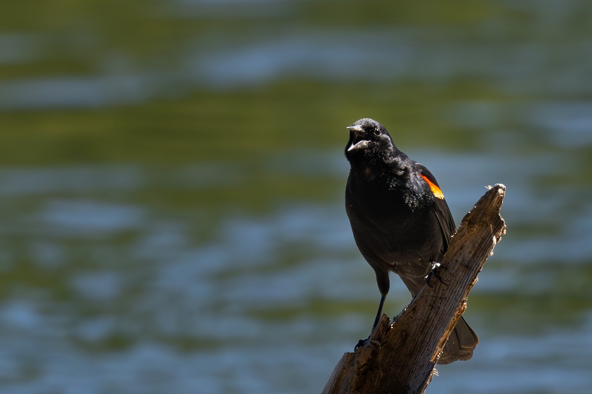 Red-winged Blackbird - ML620941075