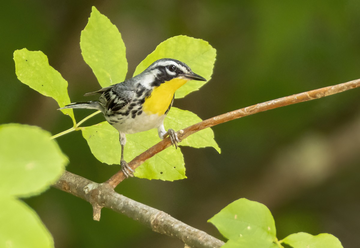 Yellow-throated Warbler - ML620941107