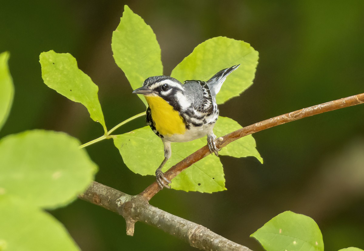 Yellow-throated Warbler - ML620941108