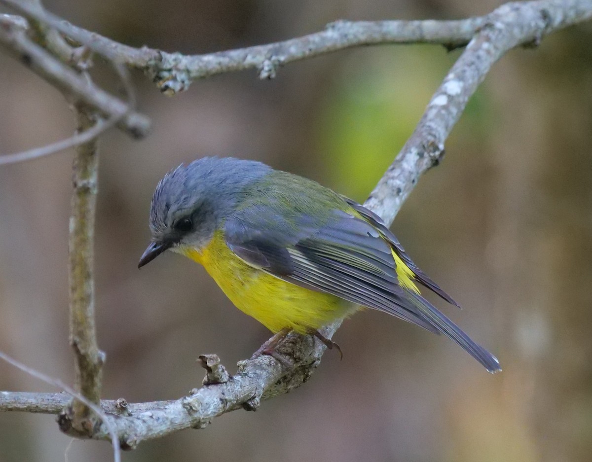 Eastern Yellow Robin - ML620941111