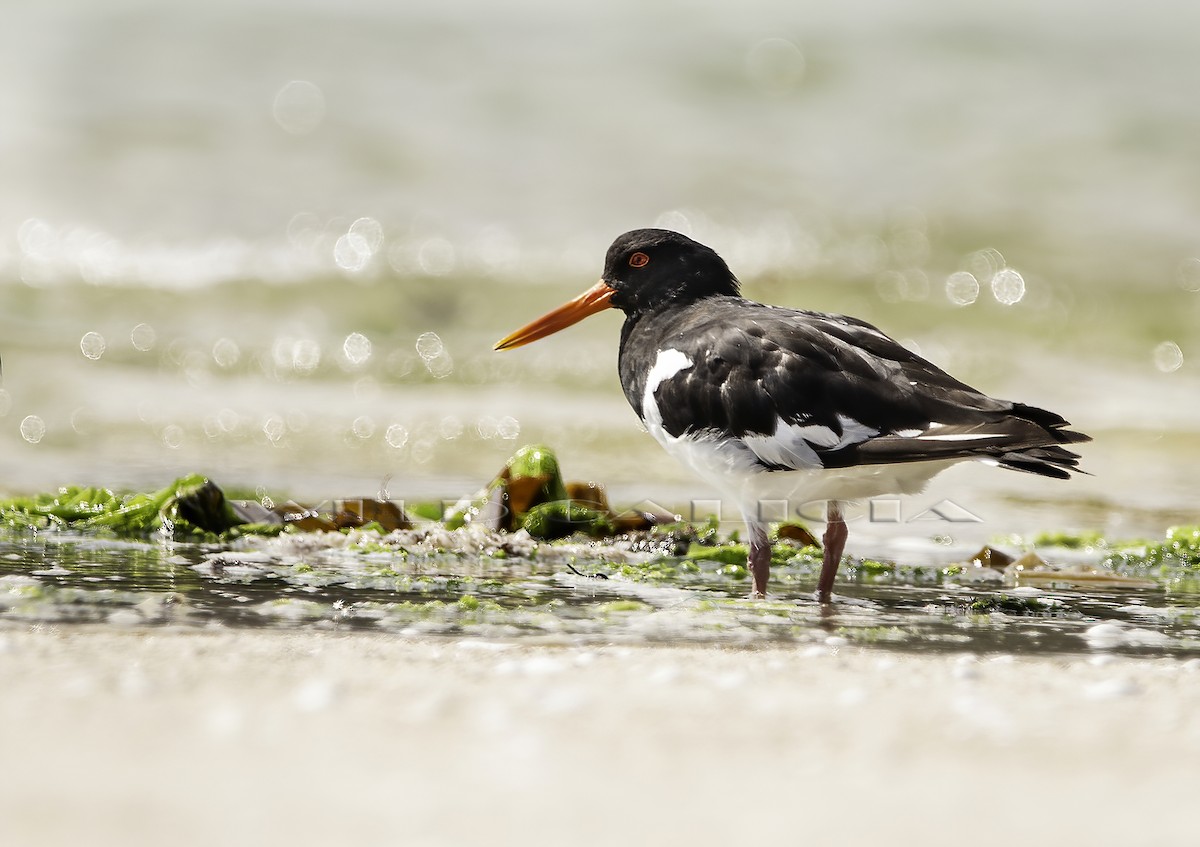 Eurasian Oystercatcher - ML620941125