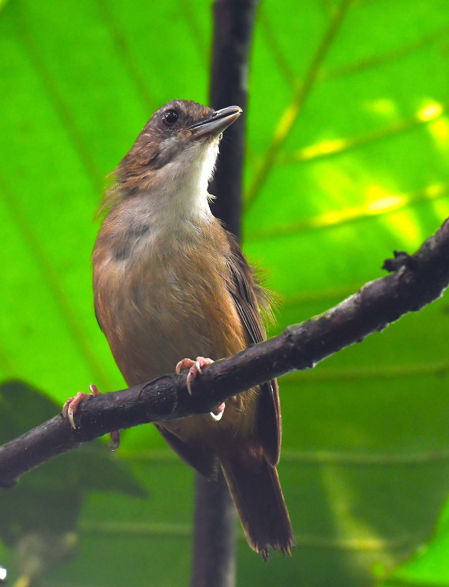 Abbott's Babbler - Rogier Niessen