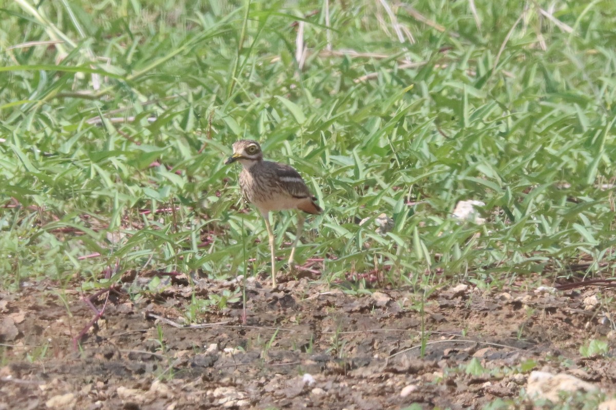 Indian Thick-knee - ML620941150