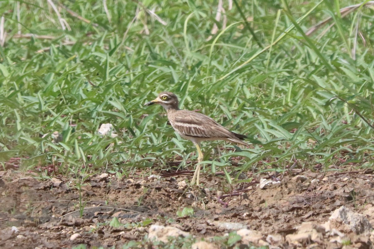 Indian Thick-knee - ML620941151