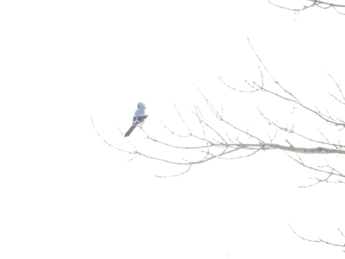 Loggerhead Shrike - ML620941157