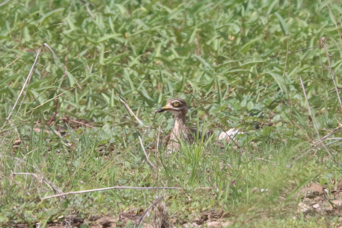 Indian Thick-knee - ML620941161