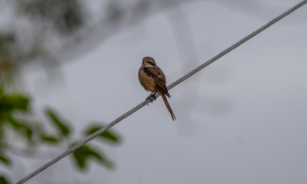 Brown Shrike - ML620941167