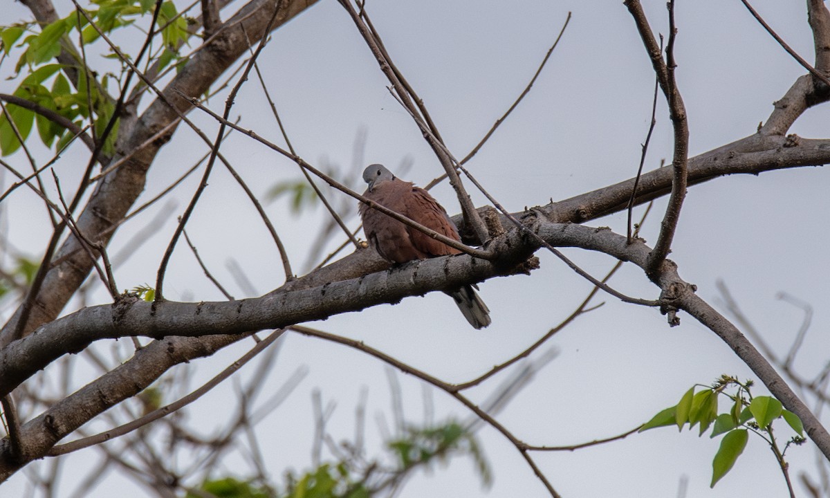 Red Collared-Dove - ML620941171