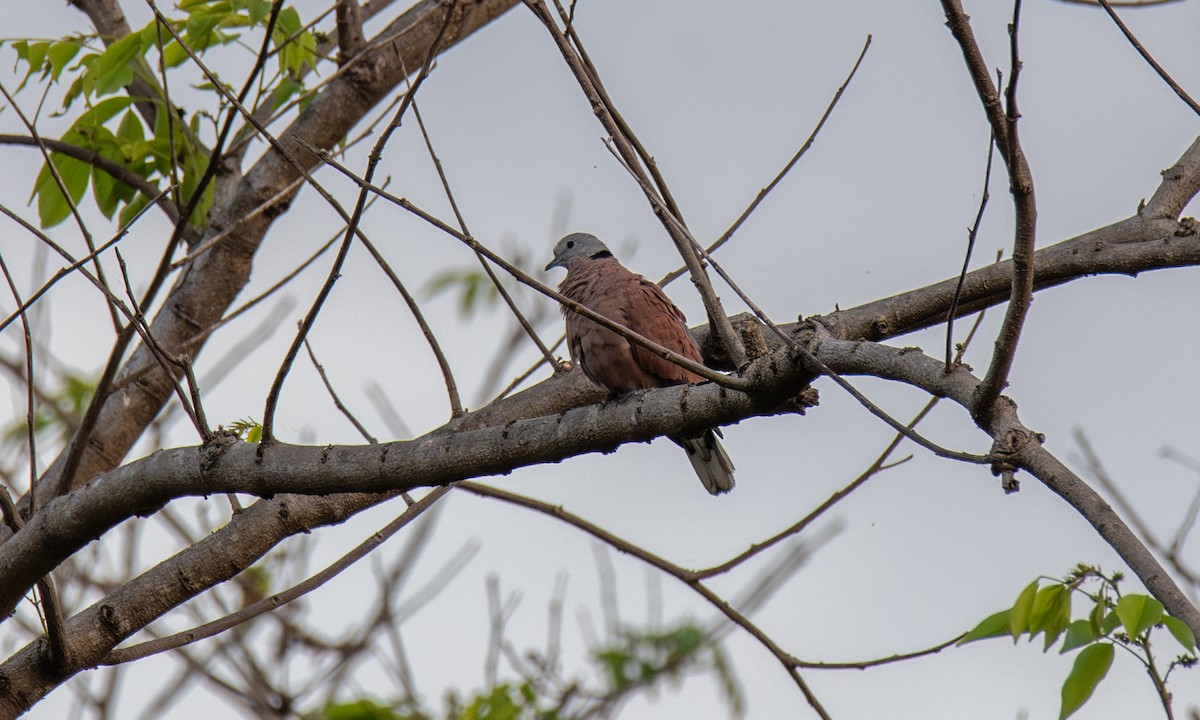 Red Collared-Dove - ML620941172