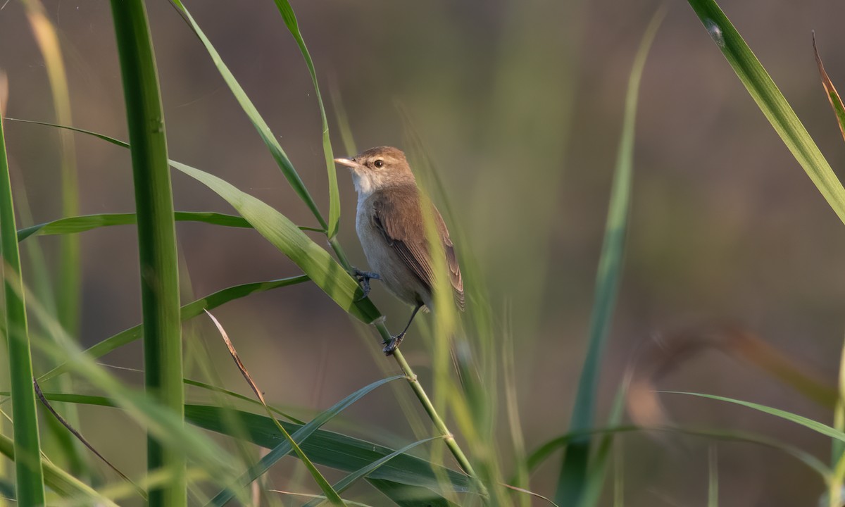 Clamorous Reed Warbler - ML620941173