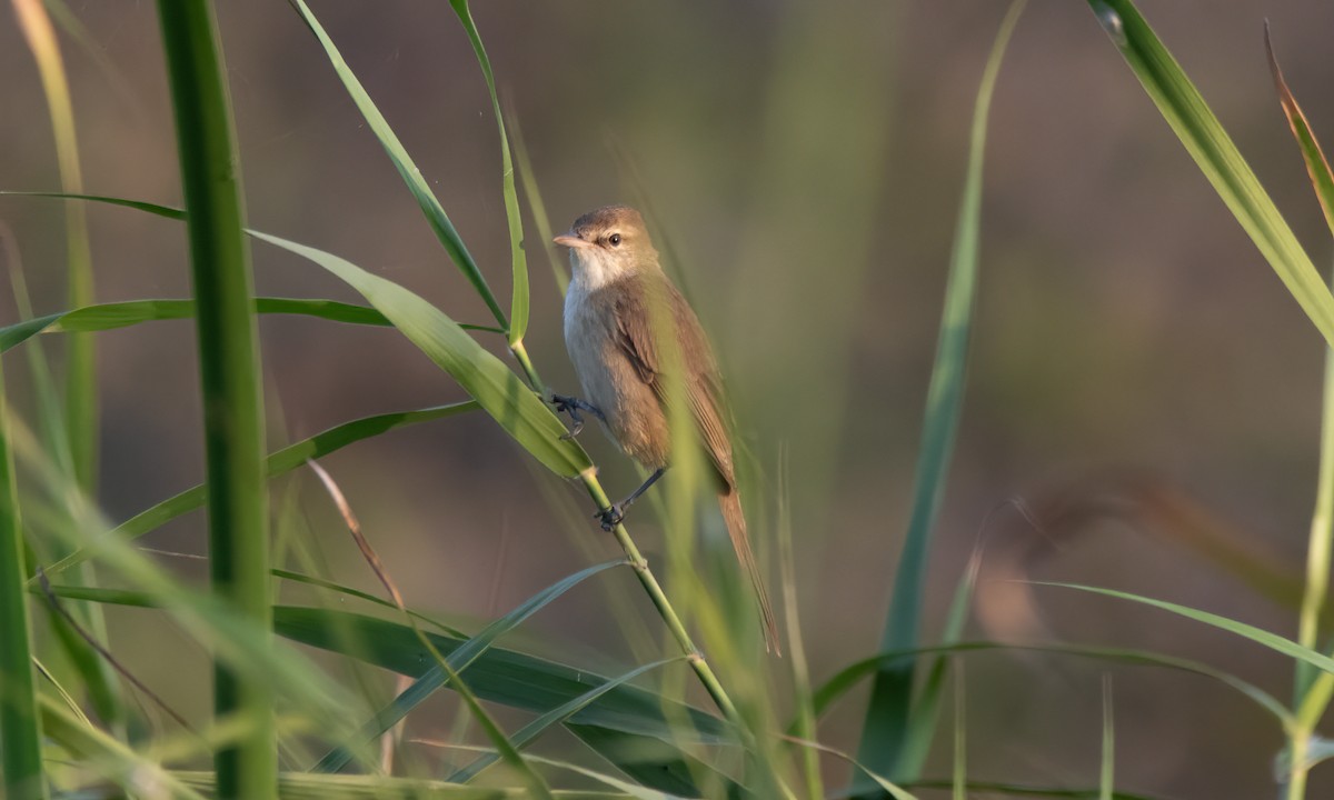 Clamorous Reed Warbler - ML620941175