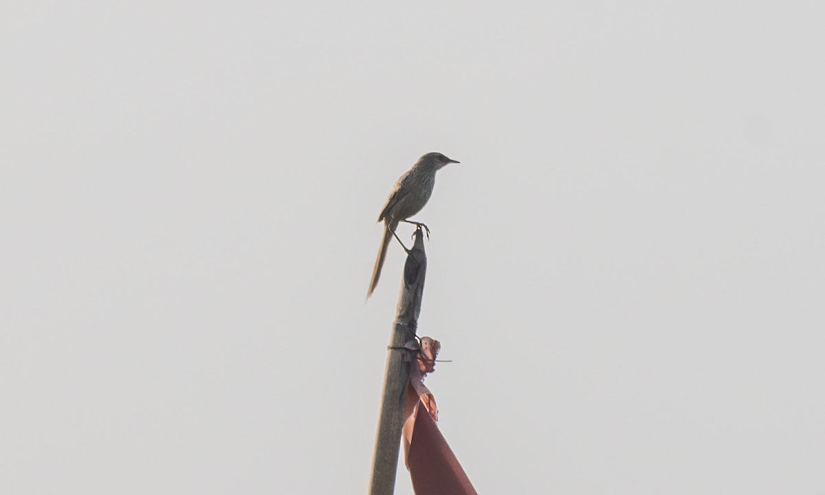 Striated Grassbird - ML620941195