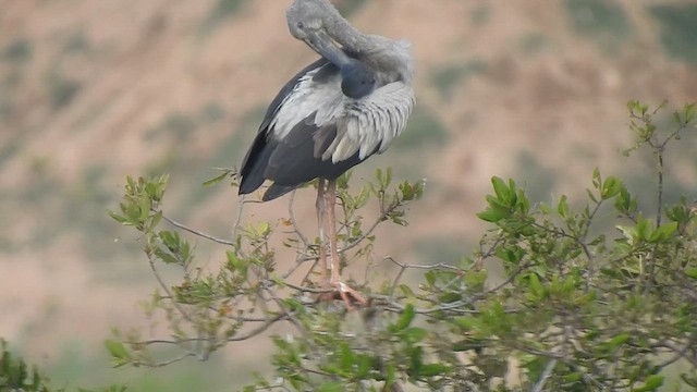 Asian Openbill - ML620941202