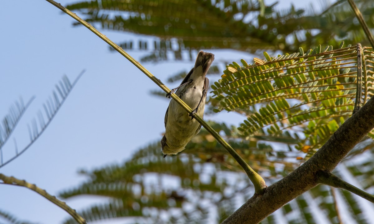 Golden-bellied Gerygone - ML620941205