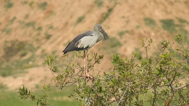 Asian Openbill - ML620941206