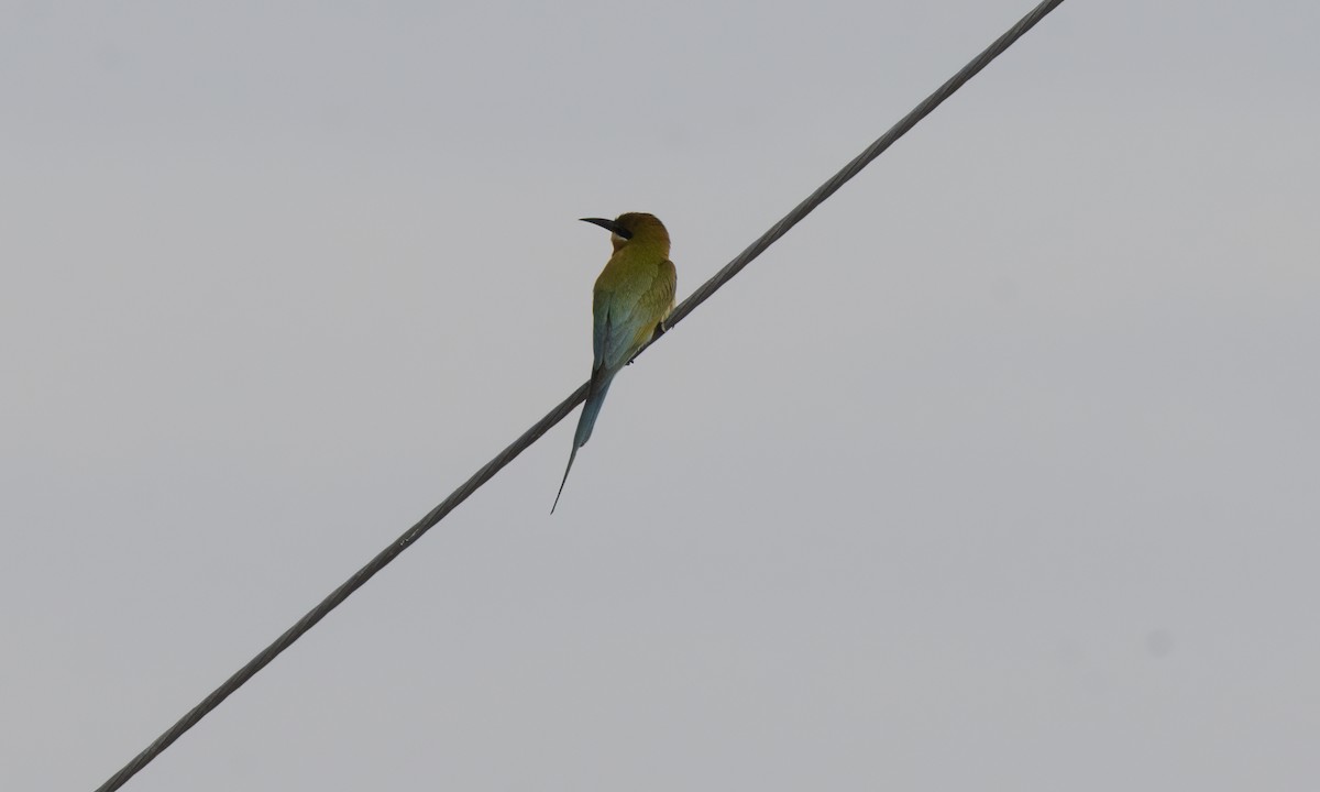 Blue-tailed Bee-eater - ML620941220