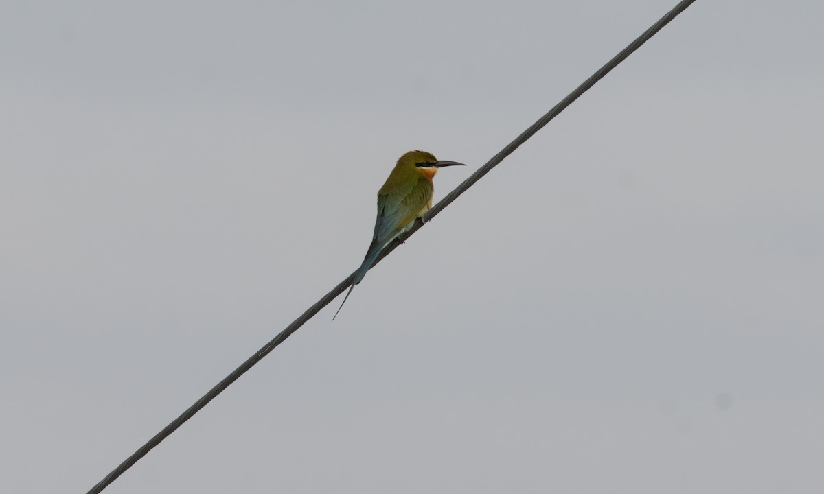 Blue-tailed Bee-eater - ML620941221