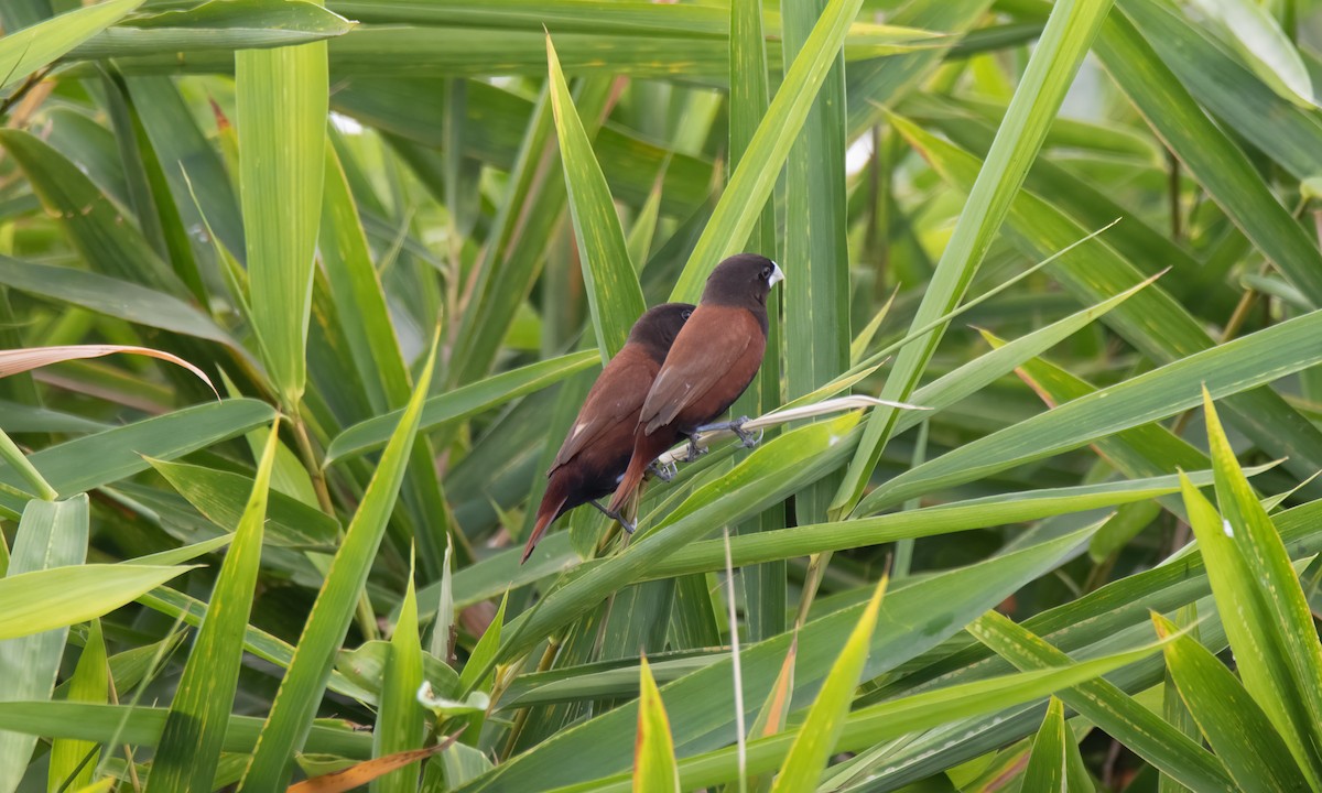 Chestnut Munia - ML620941229