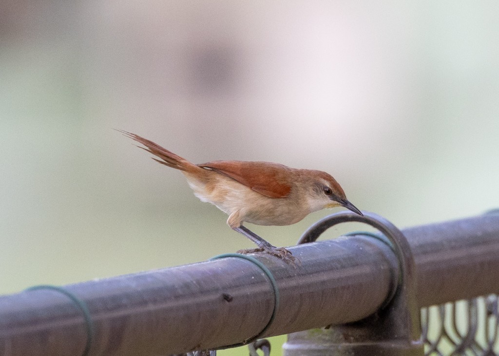 Yellow-chinned Spinetail - ML620941244