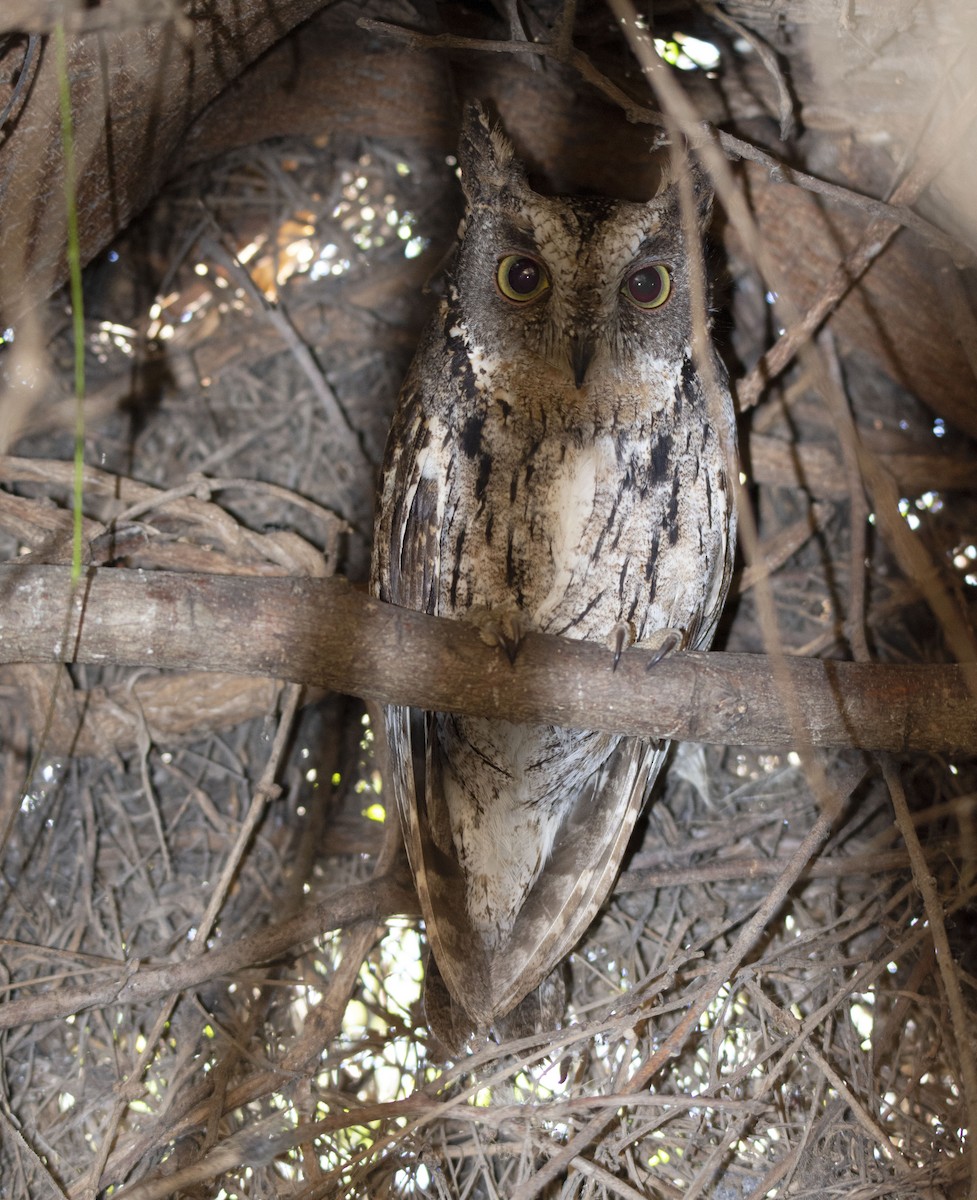 Madagascar Scops-Owl (Torotoroka) - ML620941279