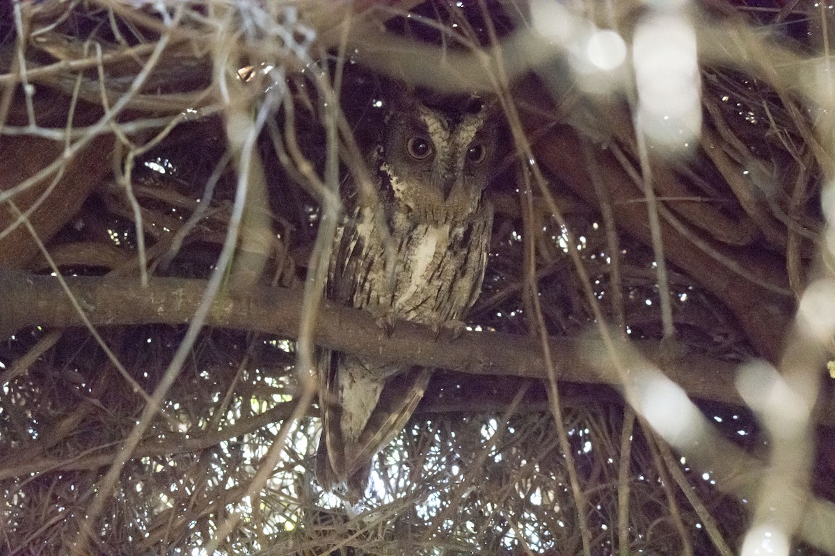 Madagascar Scops-Owl (Torotoroka) - ML620941280