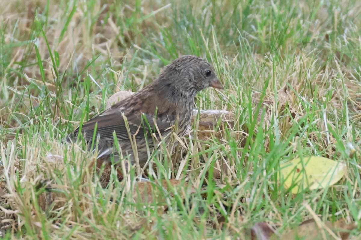 Dark-eyed Junco - ML620941281