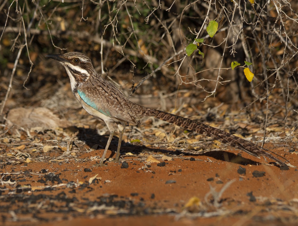 Long-tailed Ground-Roller - ML620941284