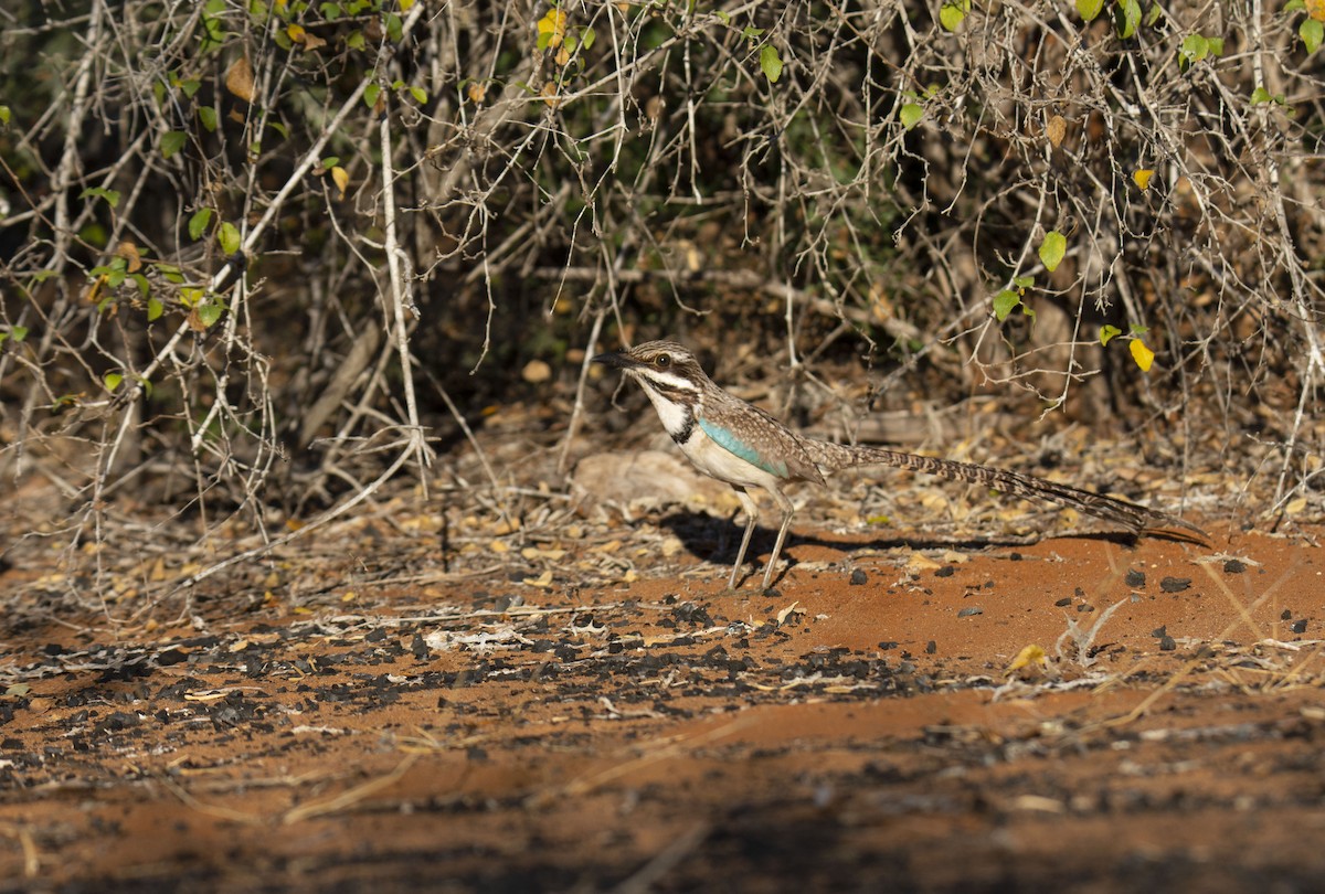 Long-tailed Ground-Roller - ML620941285