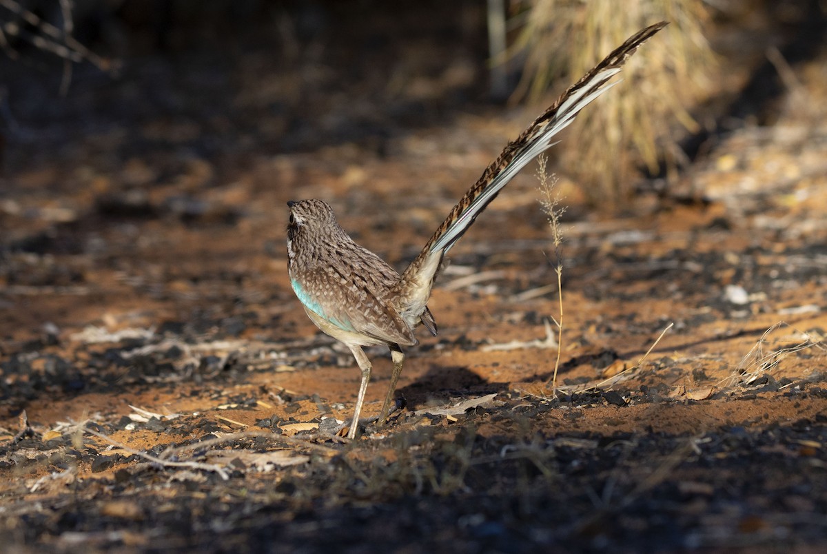 Long-tailed Ground-Roller - ML620941286