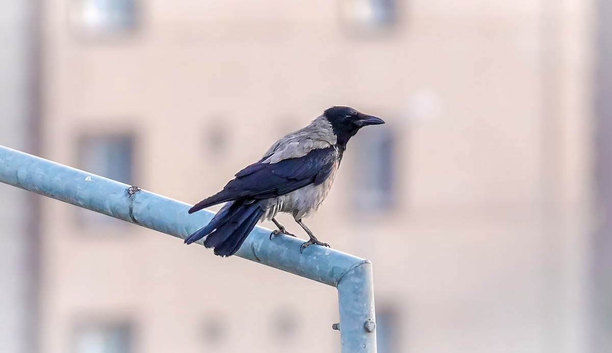 Hooded Crow - Mustafa Göçmezler