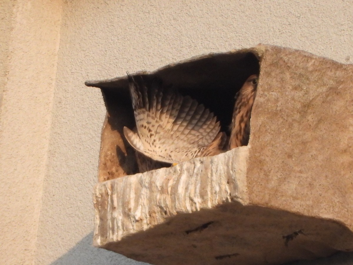 Eurasian Kestrel - Monika Czupryna