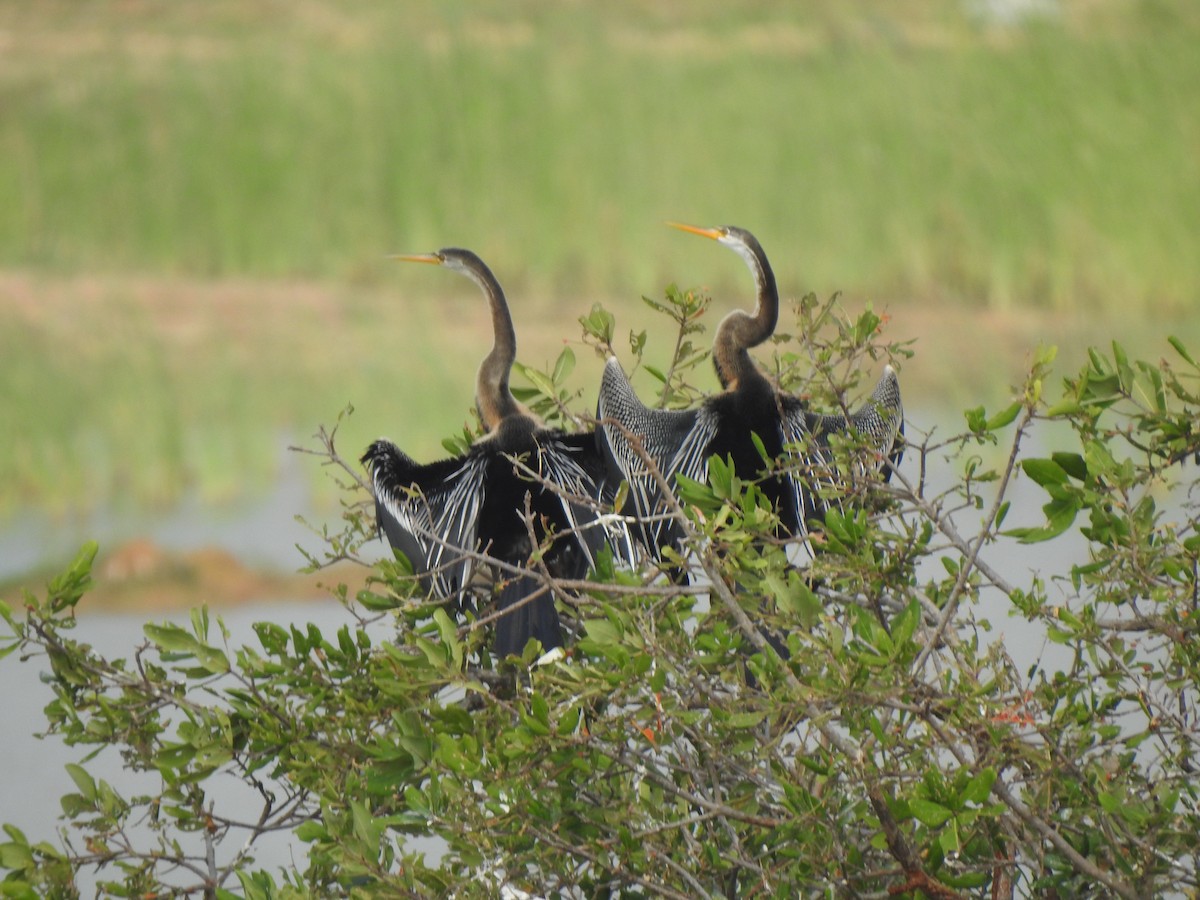 anhinga indomalajská - ML620941334