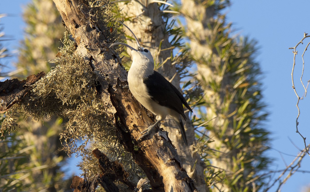 Sickle-billed Vanga - ML620941339