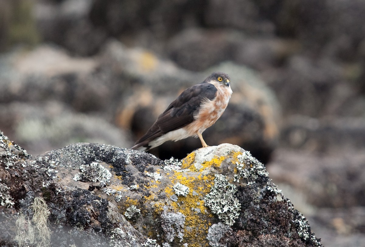 Rufous-breasted Sparrowhawk - ML620941344