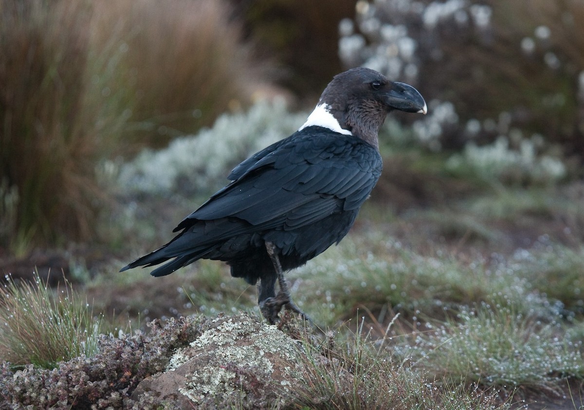 White-necked Raven - Rick Rocheleau