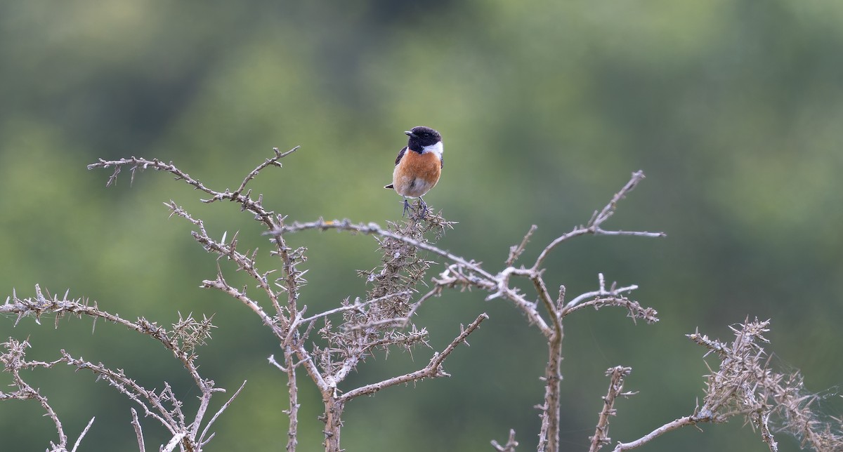 European Stonechat - ML620941359