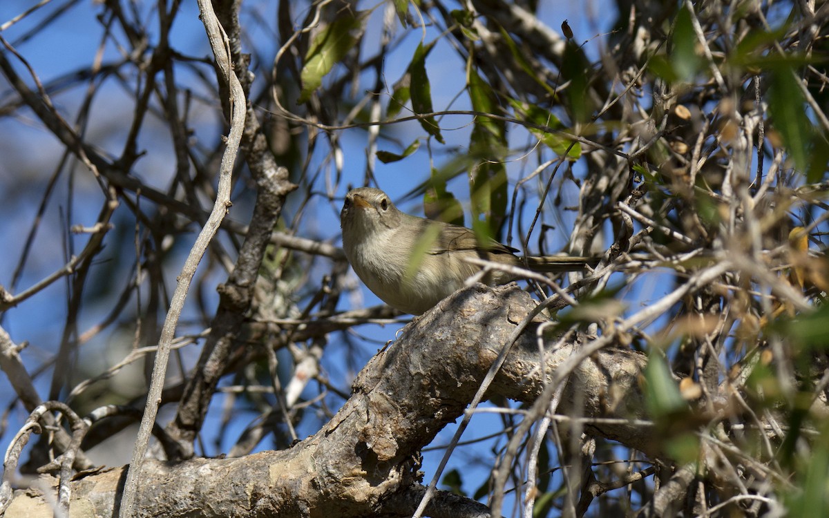 Subdesert Brush-Warbler - ML620941362