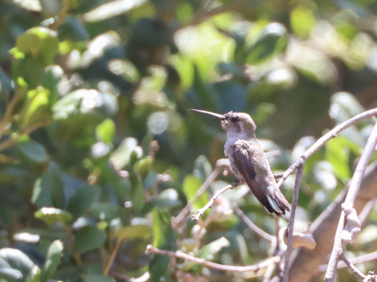 Costa's Hummingbird - ML620941374